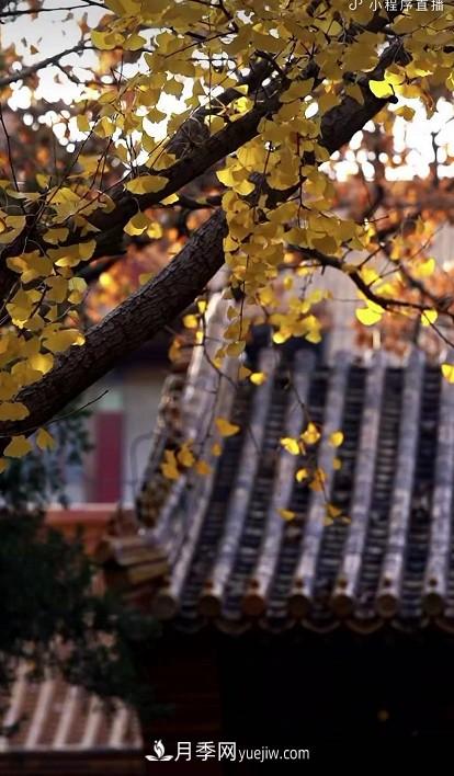 600岁"主播"上热搜：从故宫直播看苗木行业发展(图2)