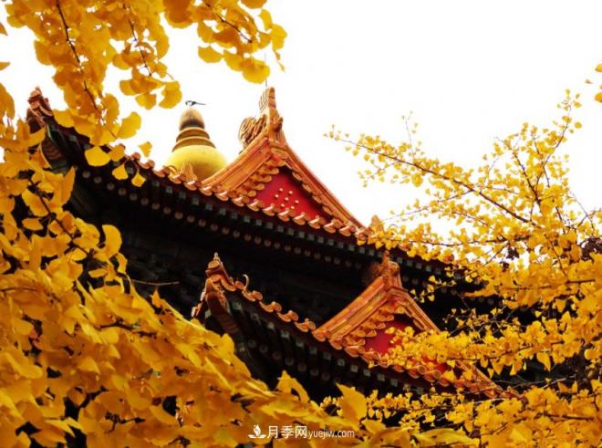 600岁"主播"上热搜：从故宫直播看苗木行业发展(图1)