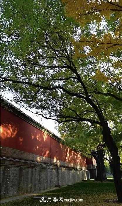 600岁"主播"上热搜：从故宫直播看苗木行业发展(图3)