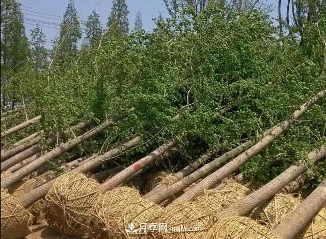 影响苗木移栽成活的原因有哪些(图1) 影响苗木移栽成活的原因有哪些(图1)