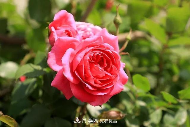 诗意和禅意:花开花落自有时,总赖东君主(图1) 诗意和禅意:花开花落自有时,总赖东君主(图1)