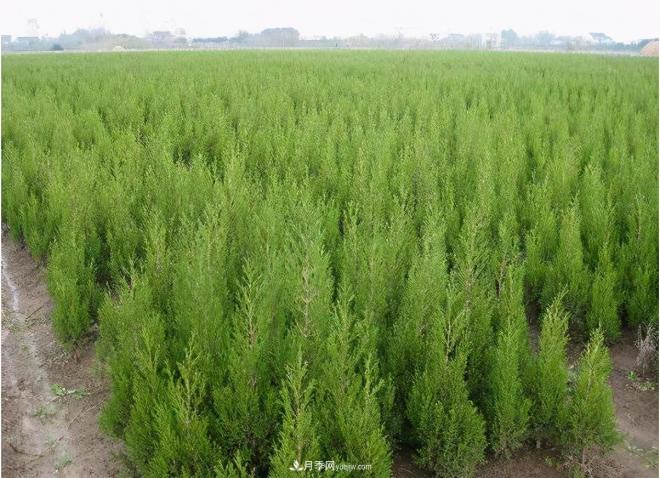 600岁"主播"上热搜：从故宫直播看苗木行业发展(图5)