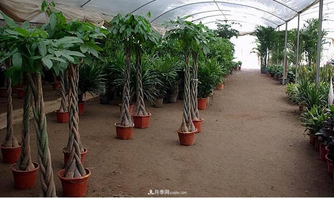 600岁"主播"上热搜：从故宫直播看苗木行业发展(图6)