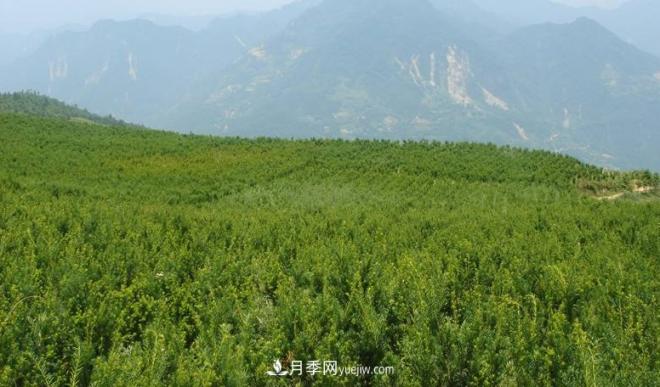 600岁"主播"上热搜：从故宫直播看苗木行业发展(图7)