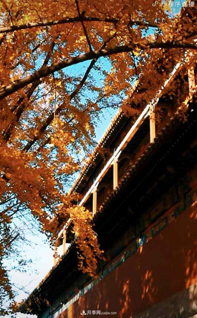 600岁"主播"上热搜：从故宫直播看苗木行业发展(图4)