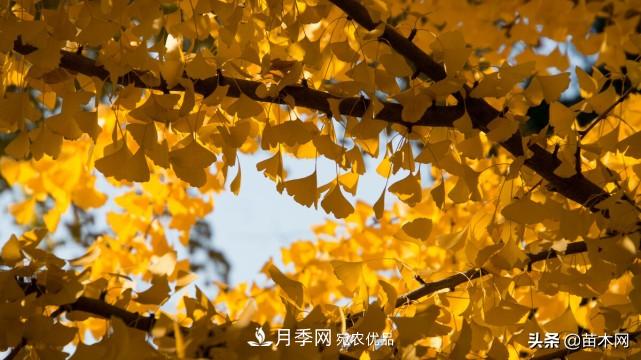 秋季苗木看这几种绿化树,越看越美(图2) 秋季苗木看这几种绿化树,越看越美(图2)