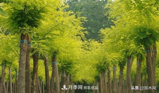 秋季苗木看这几种绿化树,越看越美(图3) 秋季苗木看这几种绿化树,越看越美(图3)