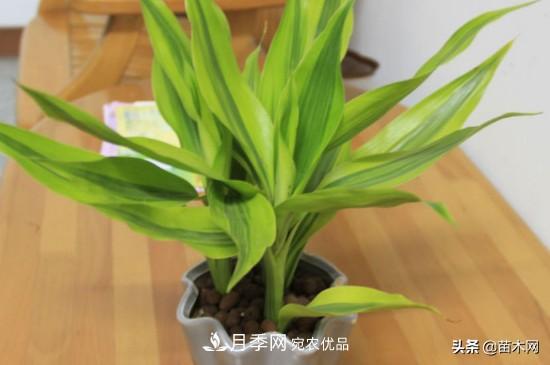 家里选择这几种花木,与什么风格都搭配(图2) 家里选择这几种花木,与什么风格都搭配(图2)