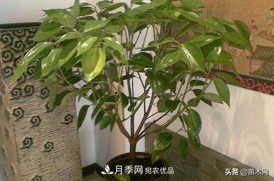 家里选择这几种花木,与什么风格都搭配(图1) 家里选择这几种花木,与什么风格都搭配(图1)