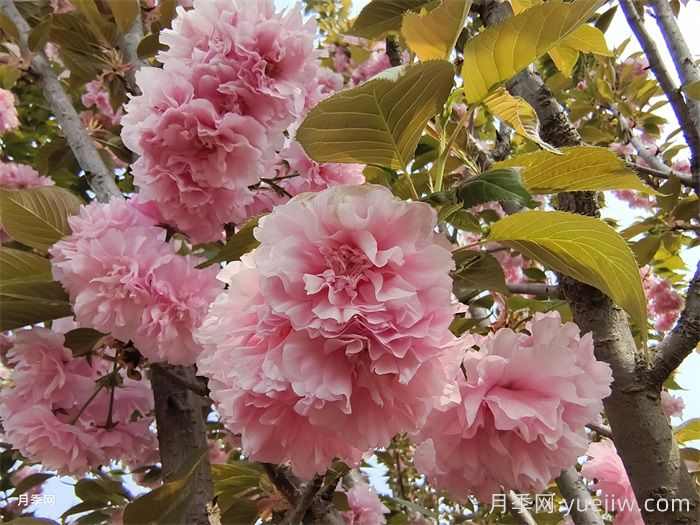 15种常见先花后叶植物汇总(图6) 15种常见先花后叶植物汇总(图6)