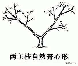 苗木的树形怎么区分?(图3) 苗木的树形怎么区分?(图3)