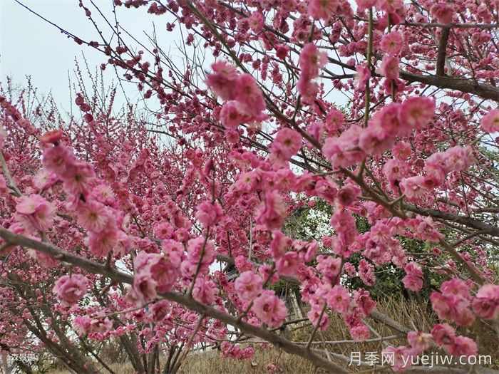 15种常见先花后叶植物汇总(图1) 15种常见先花后叶植物汇总(图1)