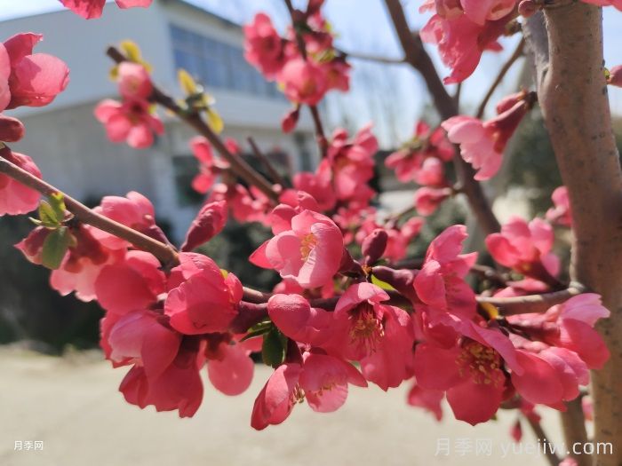 15种常见先花后叶植物汇总(图5) 15种常见先花后叶植物汇总(图5)