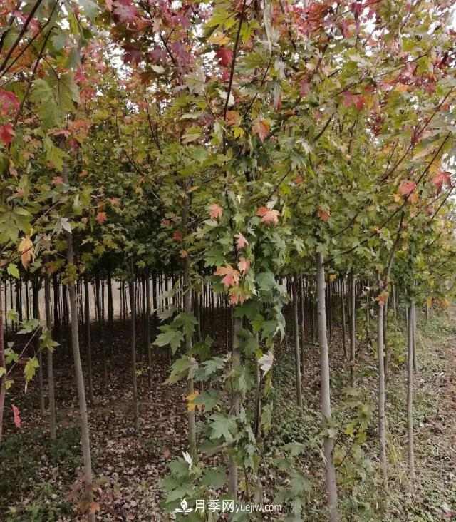 南阳美国红枫基地批发价格出售(图1) 南阳美国红枫基地批发价格出售(图1)