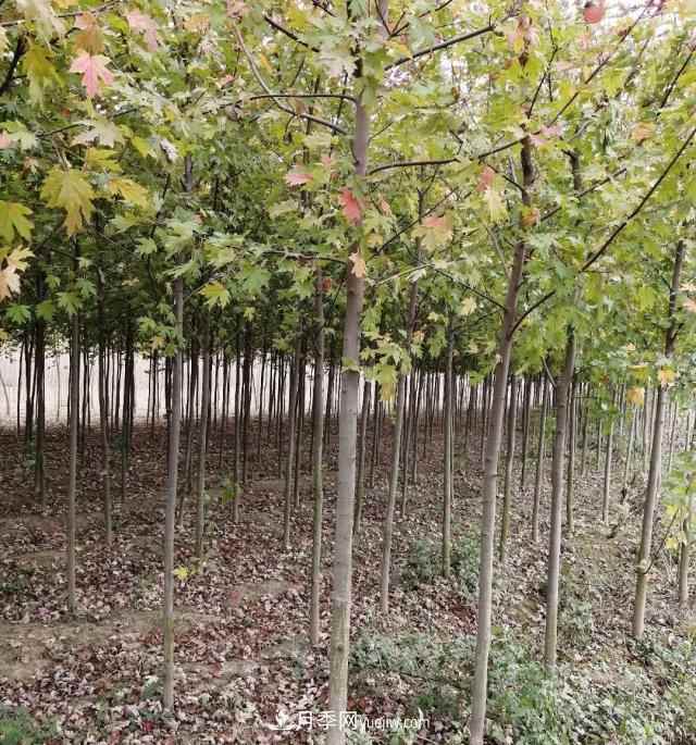 南阳美国红枫基地批发价格出售(图2) 南阳美国红枫基地批发价格出售(图2)