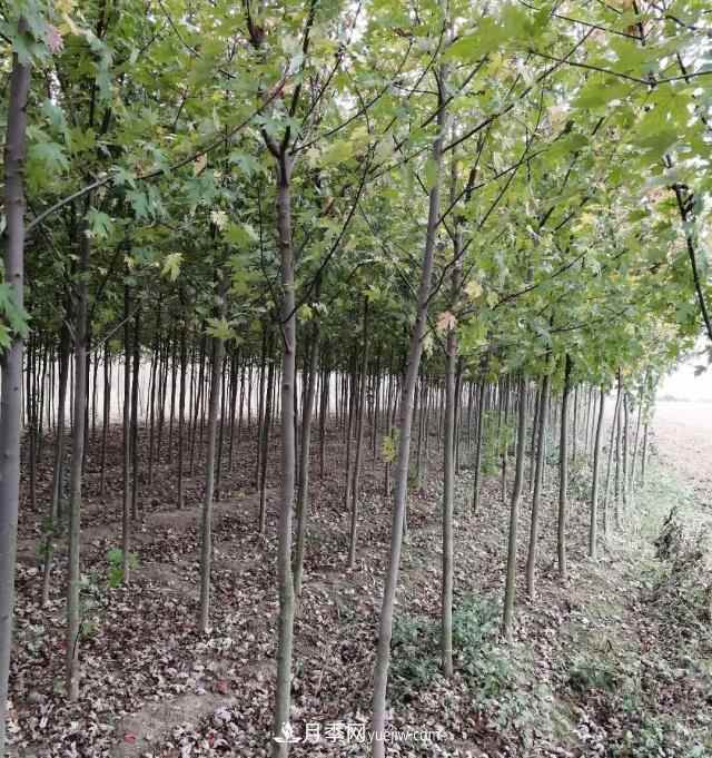 南阳美国红枫基地批发价格出售(图3) 南阳美国红枫基地批发价格出售(图3)