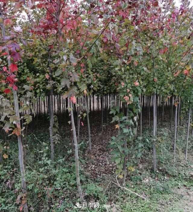 南阳美国红枫基地批发价格出售(图4) 南阳美国红枫基地批发价格出售(图4)