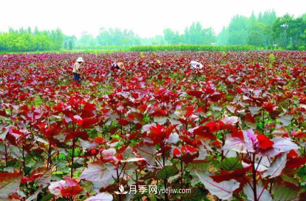 南阳桐柏县红叶杨苗木基地铺开致富路(图1) 南阳桐柏县红叶杨苗木基地铺开致富路(图1)