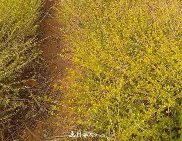 连翘的生长习性,品种与类别的介绍(图1) 连翘的生长习性,品种与类别的介绍(图1)