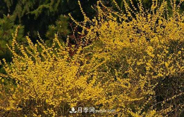 连翘的生长习性,品种与类别的介绍(图3) 连翘的生长习性,品种与类别的介绍(图3)