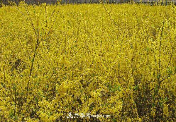 连翘的生长习性,品种与类别的介绍(图2) 连翘的生长习性,品种与类别的介绍(图2)