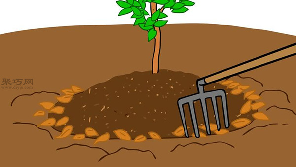 自家怎样种植柑橘 柑橘栽培种植技术