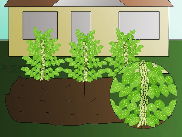 栽种大豆技术 庭院如何种植大豆 7