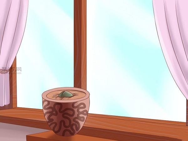 栽种鳄梨步骤 1