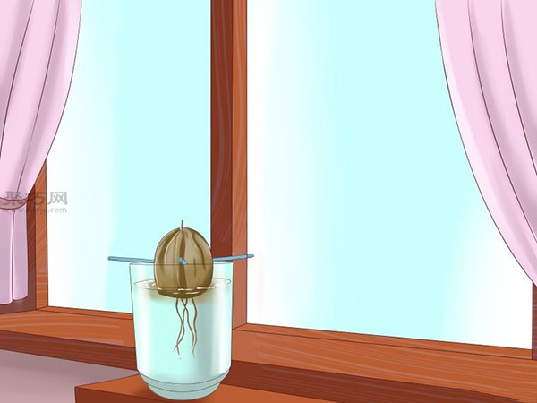 栽种鳄梨步骤 7