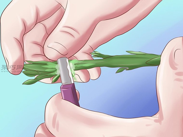 栽种鳄梨步骤 14