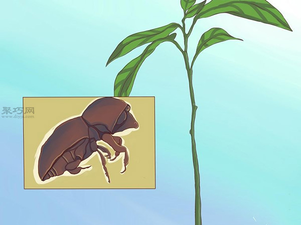 栽种鳄梨步骤 20