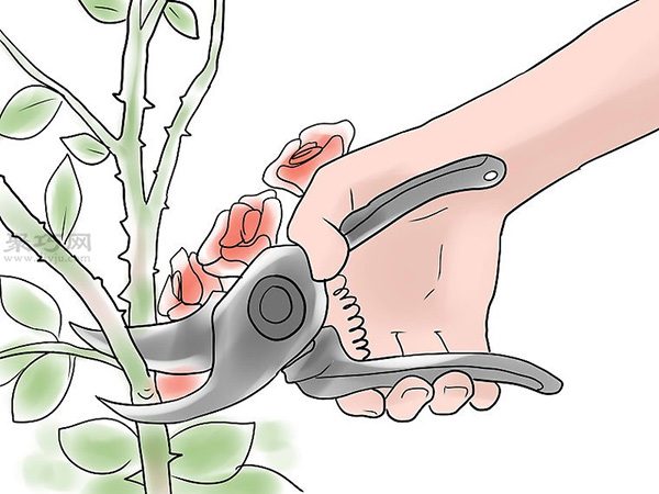 种植玫瑰花教程图解 12