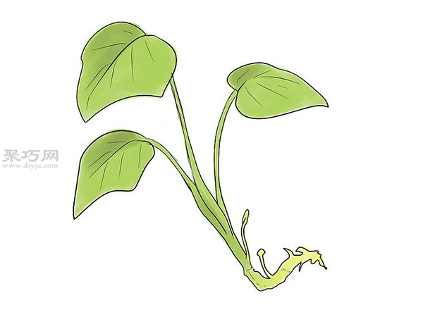 怎么培育红薯幼苗 7