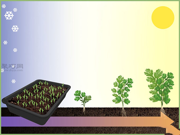 如何移植幼苗 9