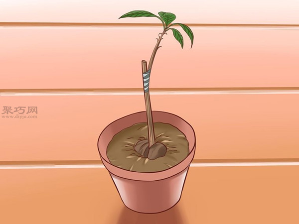 栽种鳄梨步骤 16