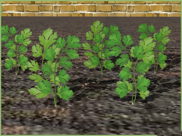 如何移植幼苗 12