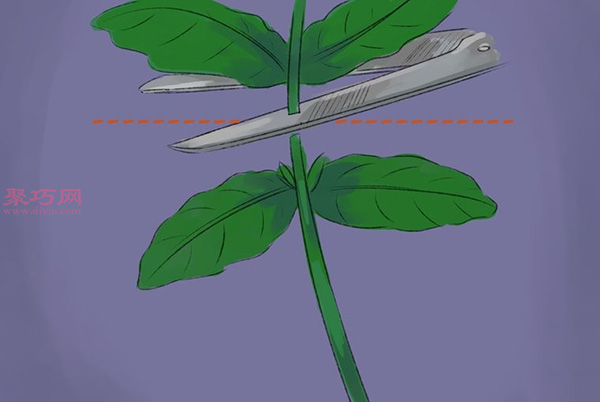 怎样收获和使用罗勒 10.jpeg