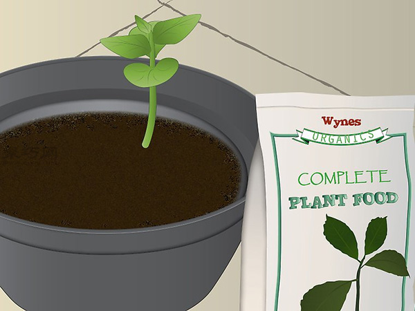 怎样照料木瓜树 4