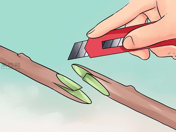 怎样用枝接法嫁接树 18