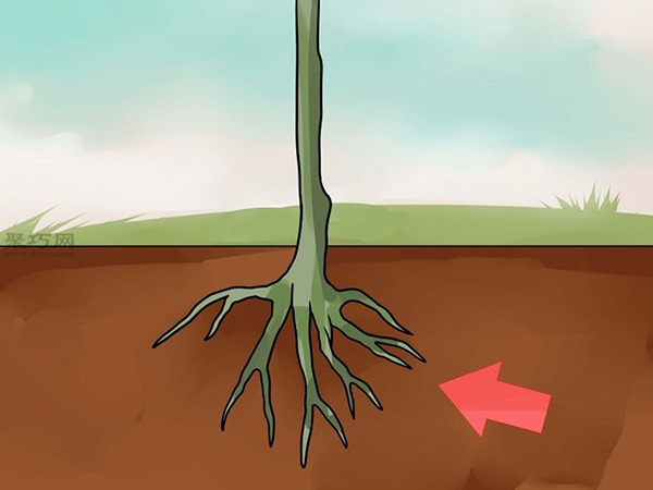 怎么样T型芽嫁接树 1