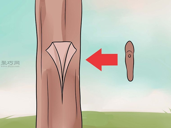 怎么样T型芽嫁接树 4