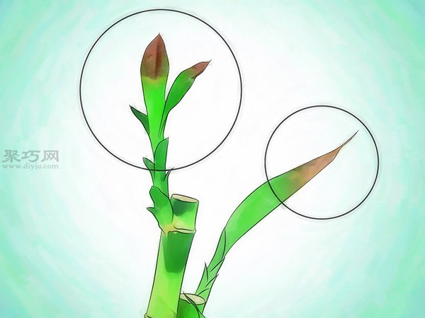 怎么样养护富贵竹 9