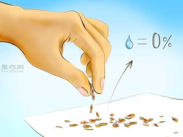 用种子种植番茄步骤 12