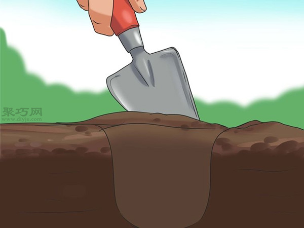 怎么选种植向日葵的种子 8