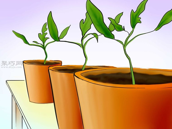 用种子种植番茄步骤 21