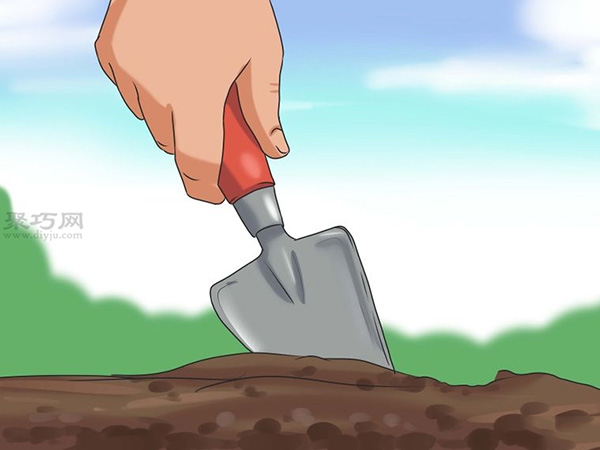 怎么选种植向日葵的种子 7