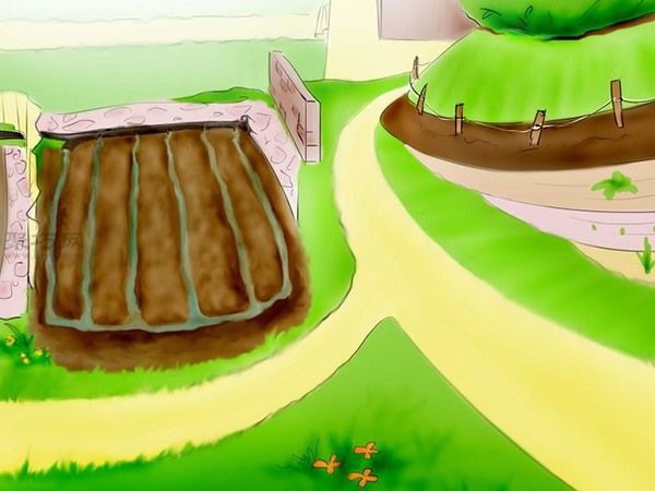 用种子种植番茄步骤 24