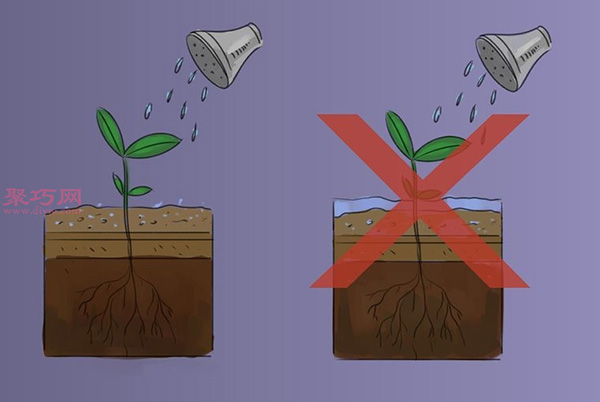 如何照顾罗勒 7.jpeg