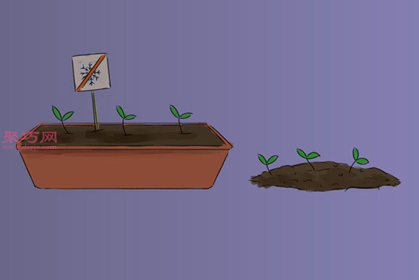 如何照顾罗勒 6.jpeg