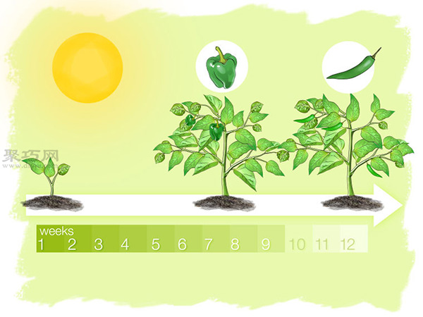 怎么样播种种植辣椒 5